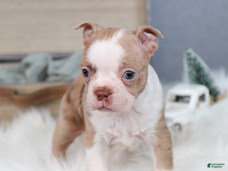 Boston Terrier dogs Pixie - Ad 26