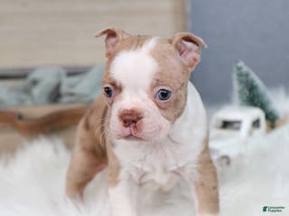 Boston Terrier dogs Pixie - Ad 1