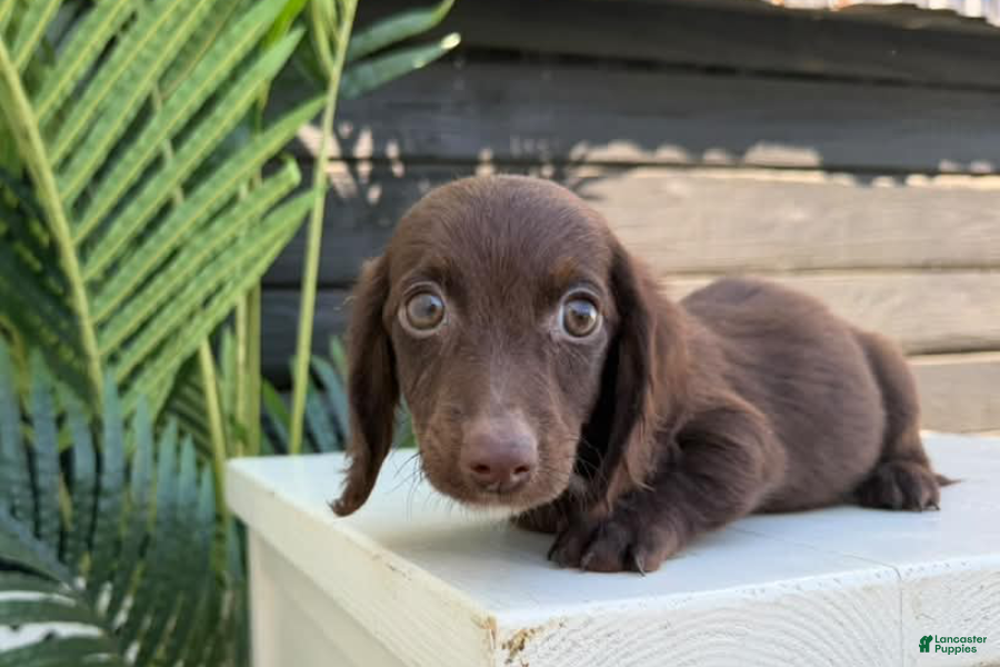 Dachshund dogs for sale: Chorizo - Ad 11