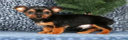 Yorkshire Terrier dogs for sale: Kane - Ad 4