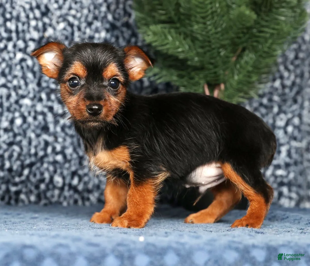 Yorkshire Terrier dogs for sale: Kane - Ad 4