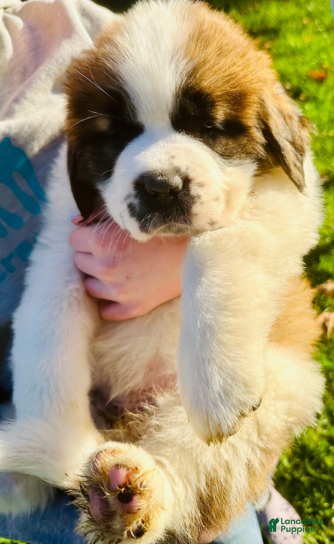 Saint Bernard dogs for sale: Georgia  - Ad 5