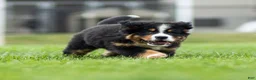 Bernese Mountain Dog dogs for sale: Brady (Genetically Clear) Bernese Mountain Dog  - Ad 14