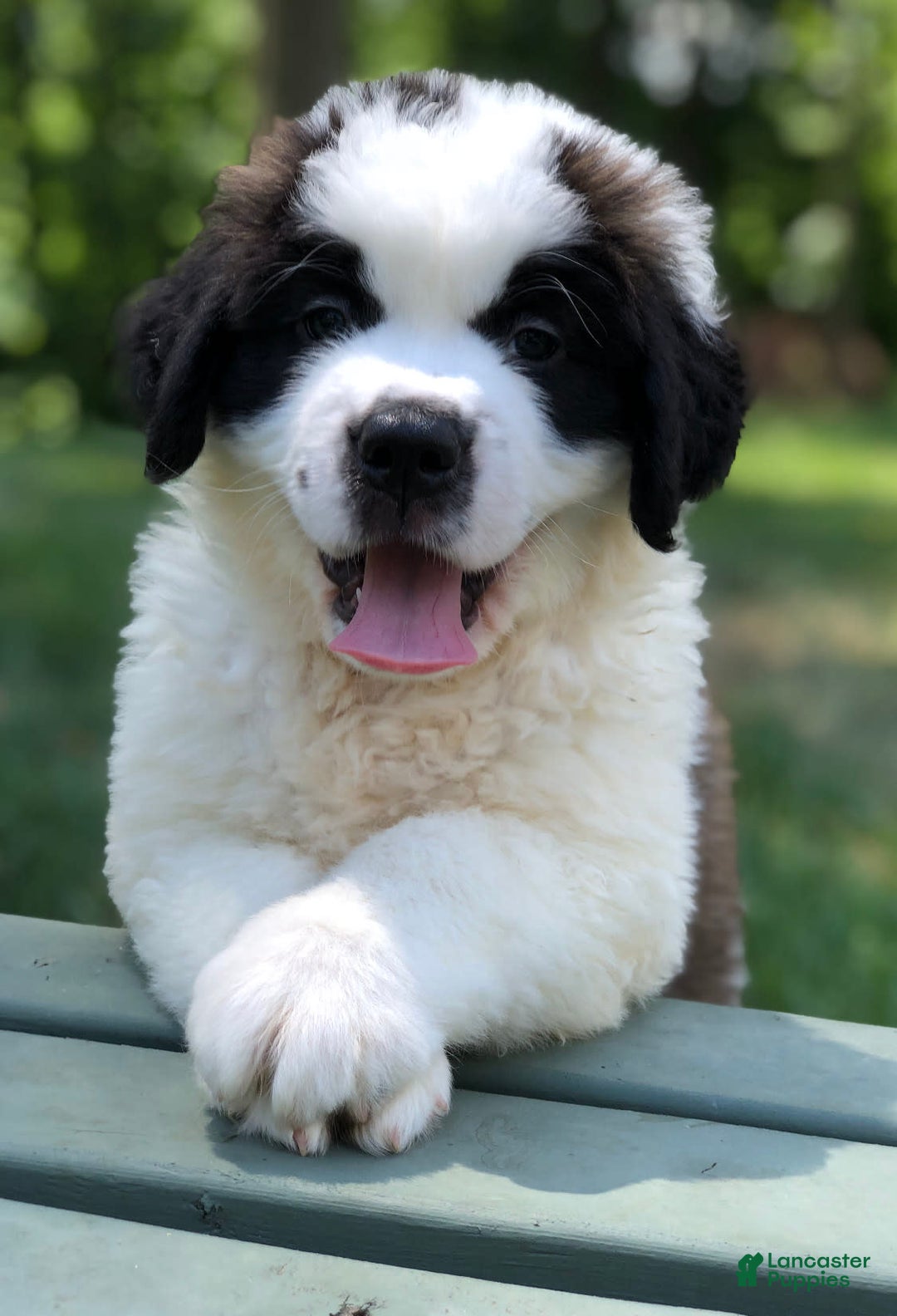 Gallery Image {{count}}