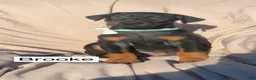 Doberman Pinscher dogs for sale: Brooke - Ad 2