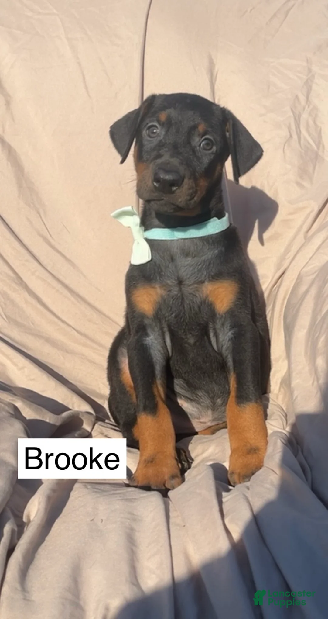Doberman Pinscher dogs for sale: Brooke - Ad 2