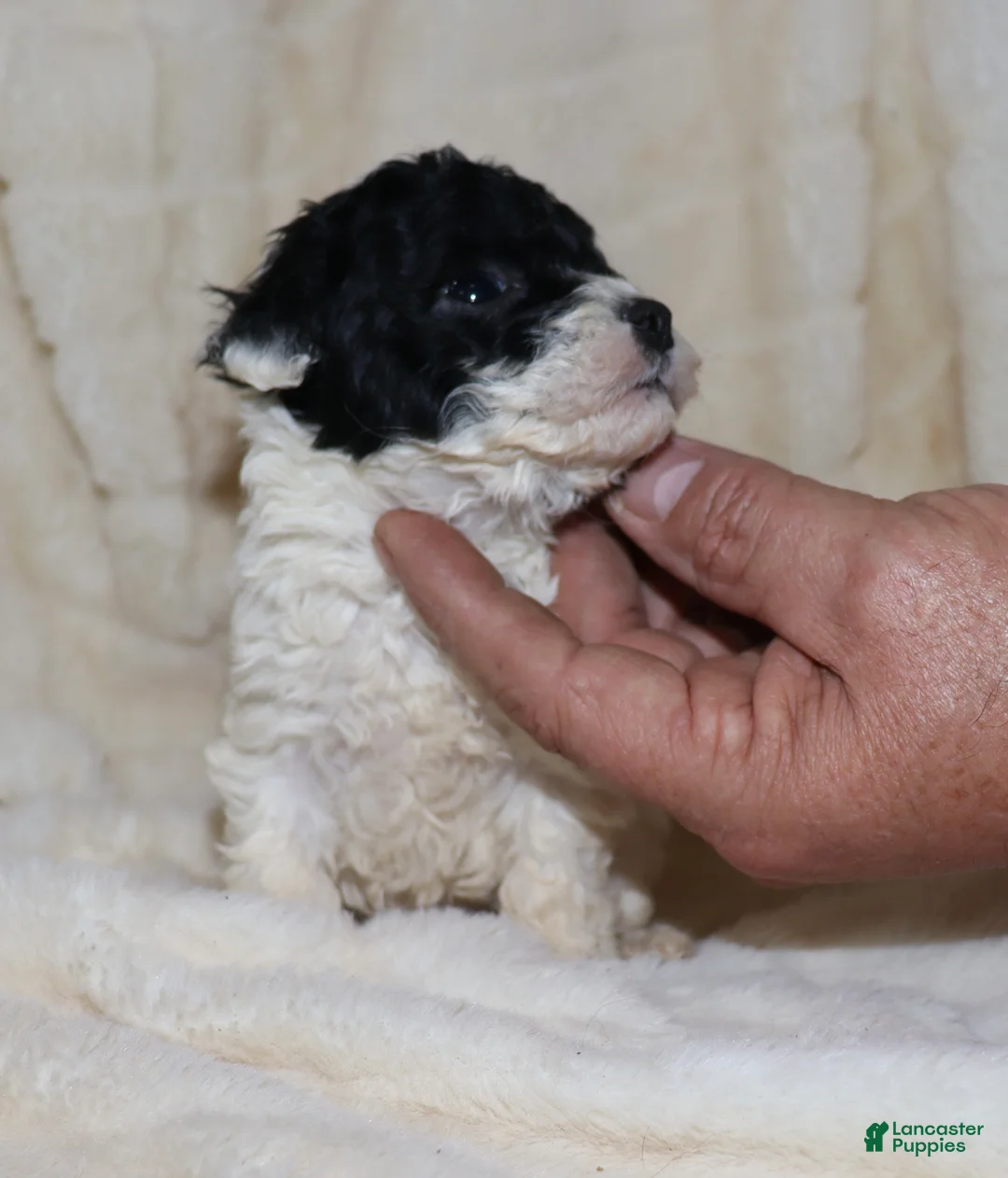 Toy Poodle dogs for sale: Mia - Ad 2