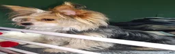 Shorkie dogs for sale: Shorkie Puppy 1 - Ad 3