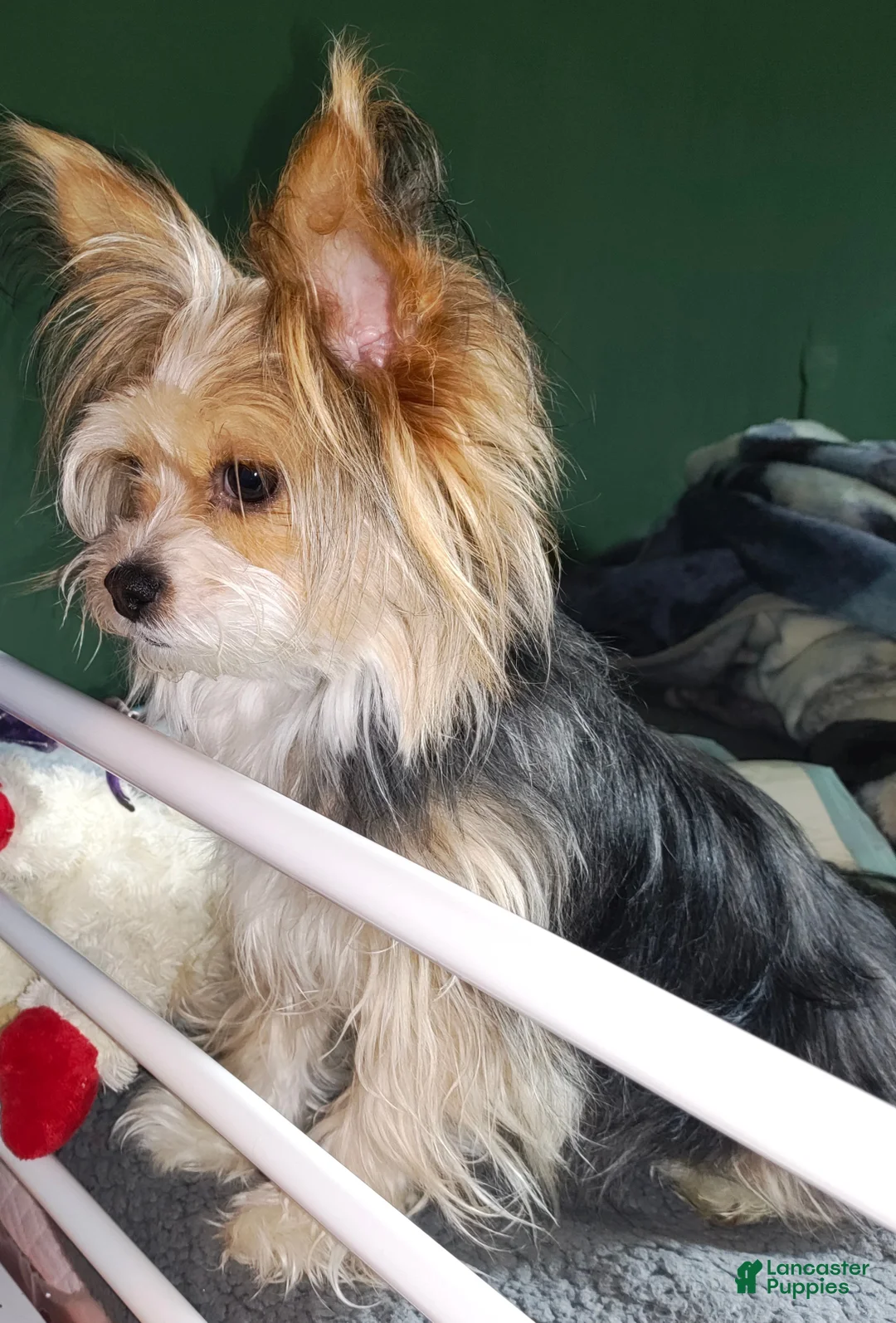 Shorkie dogs for sale: Shorkie Puppy 1 - Ad 3