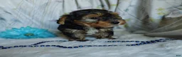 Yorkshire Terrier dogs for sale: Johnny - Ad 4