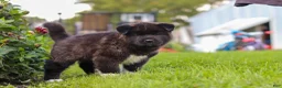 Akita dogs for sale: Bear - Ad 3