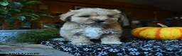 Maltipoo dogs for sale: Peter - Ad 10