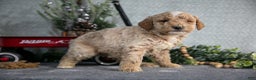 Miniature Poodle dogs for sale: Sawyer - Ad 2