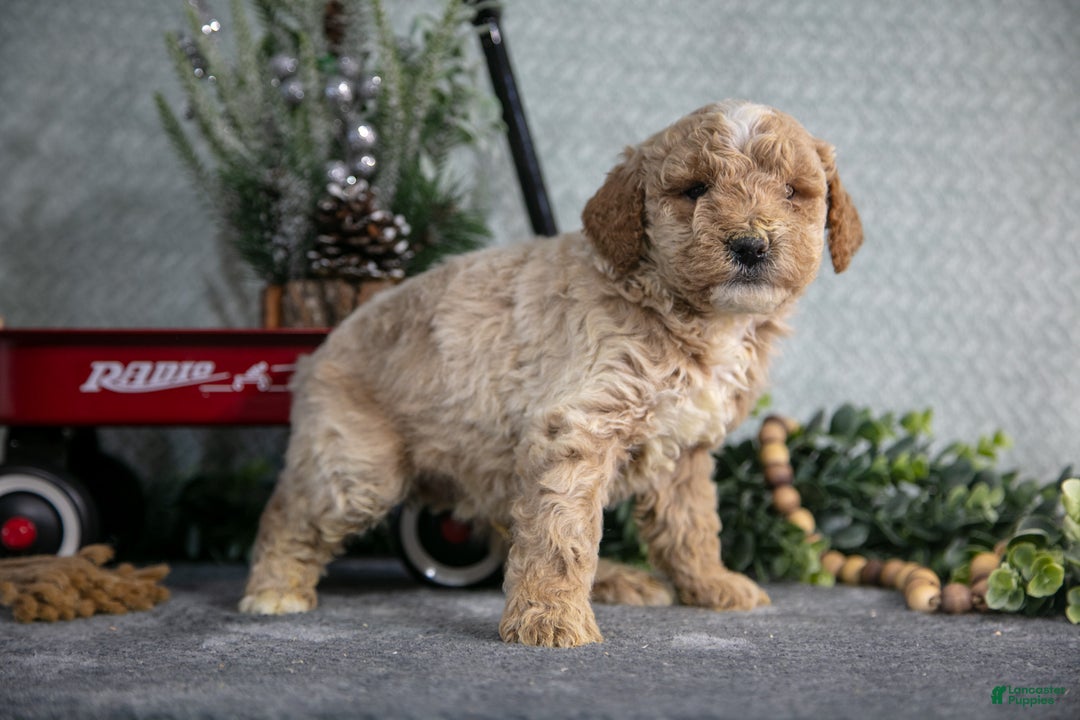 Miniature Poodle dogs for sale: Sawyer - Ad 2