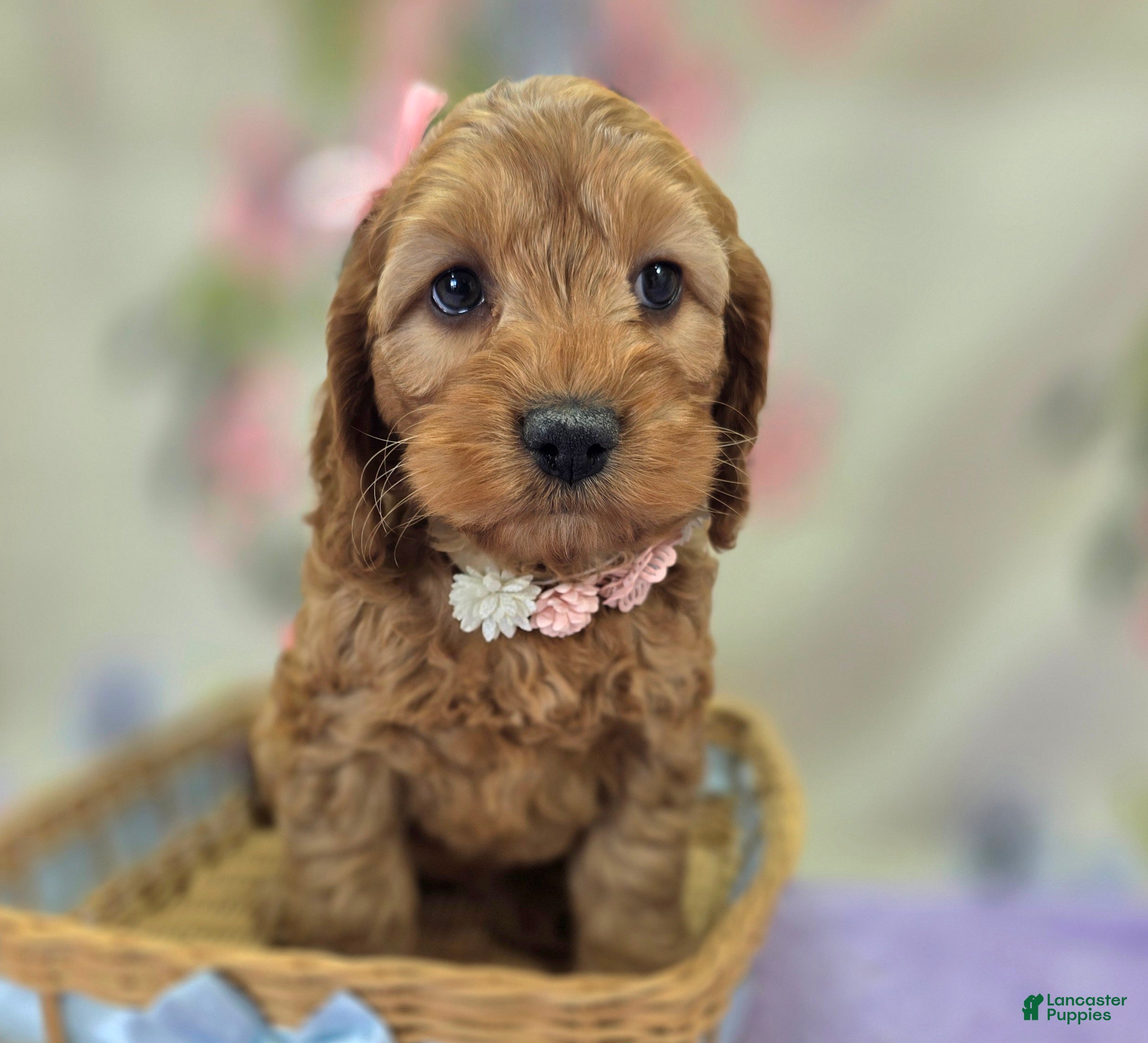 Cockapoo dogs Moonbow - Ad 15