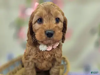 Cockapoo dogs Moonbow - Ad 15