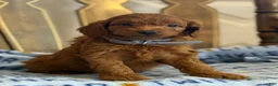 Cavapoo dogs for sale: Fran - Ad 3