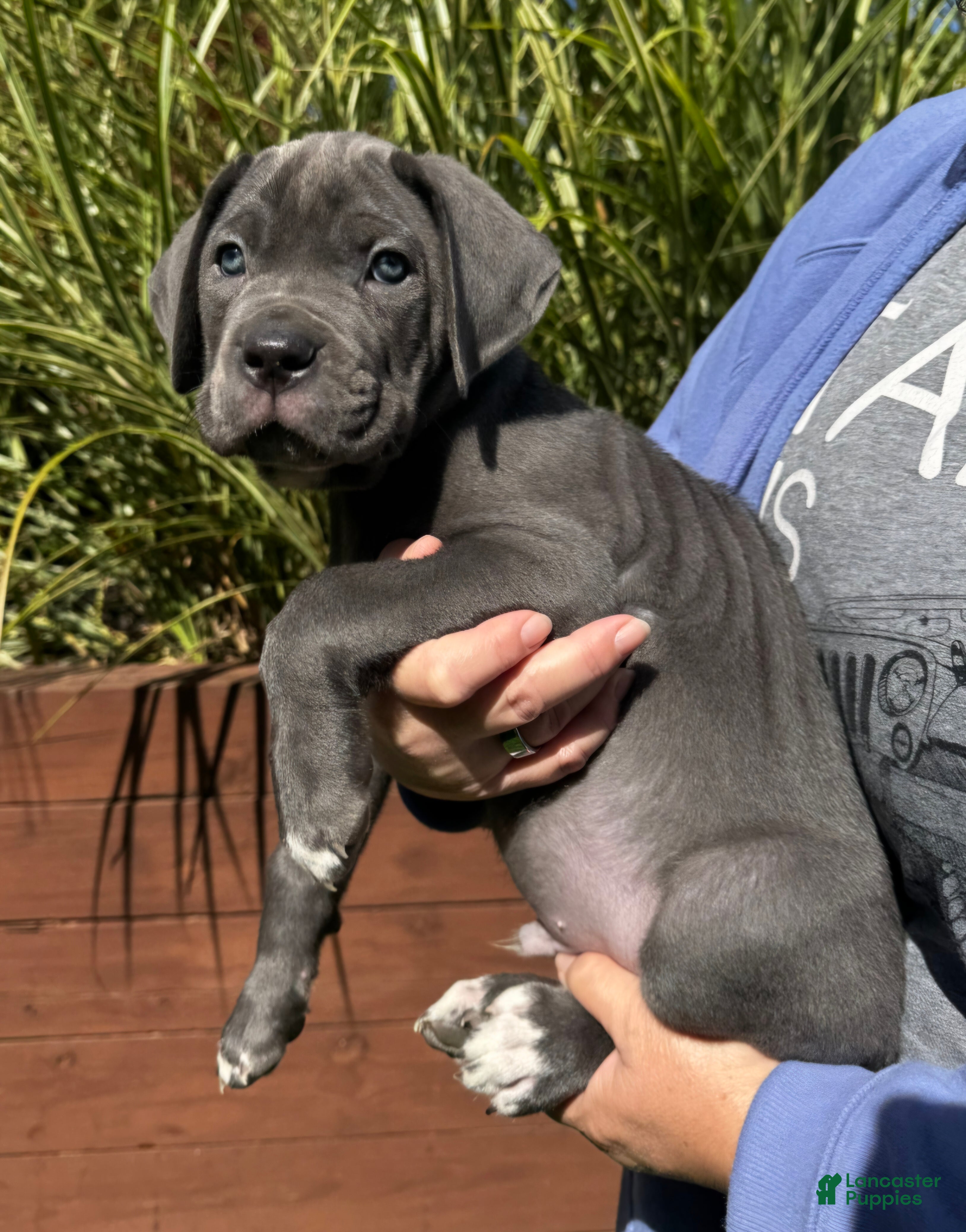 Cane Corso dogs Cane Corso Green Collar - Ad 21