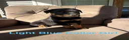 Rottweiler dogs for sale: Rottweiler 2 (Light Blue) - Ad 2