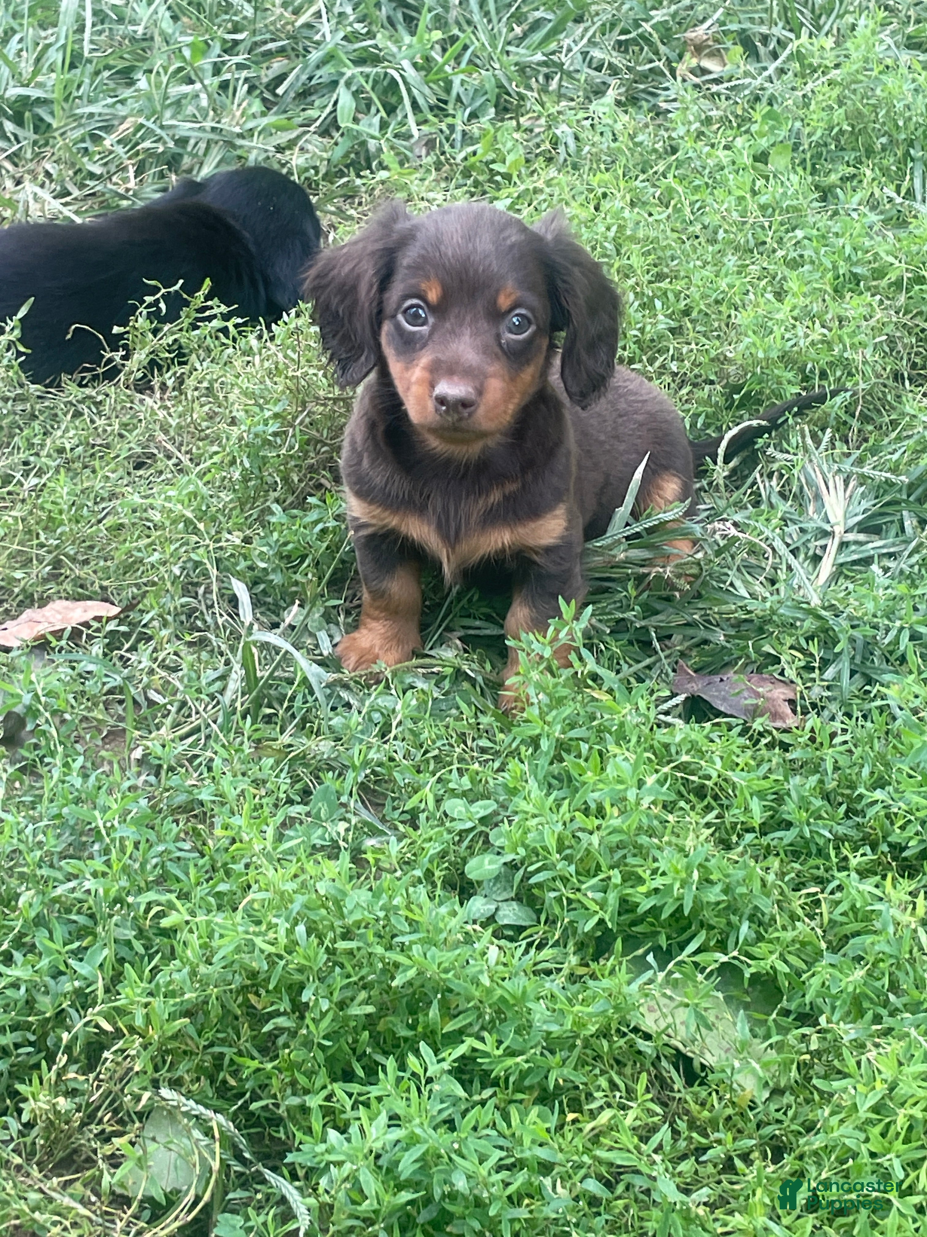 Miniature Dachshund dogs Nutella  - Ad 2