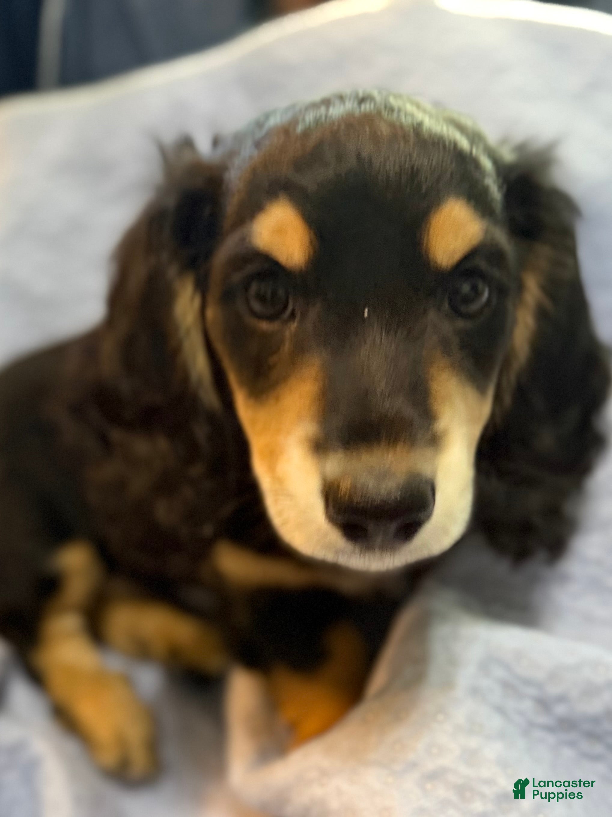 Dachshund dogs Dachshund 1 - Ad 1