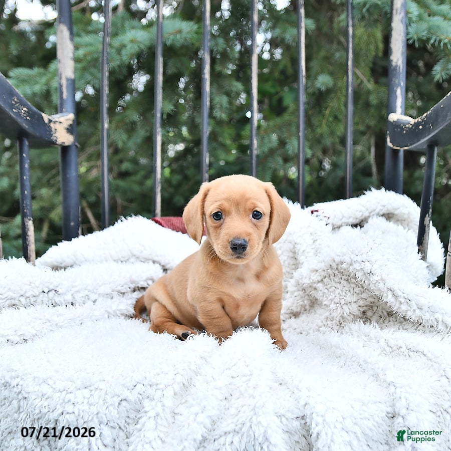 Miniature Dachshund dogs Kylie - Ad 2