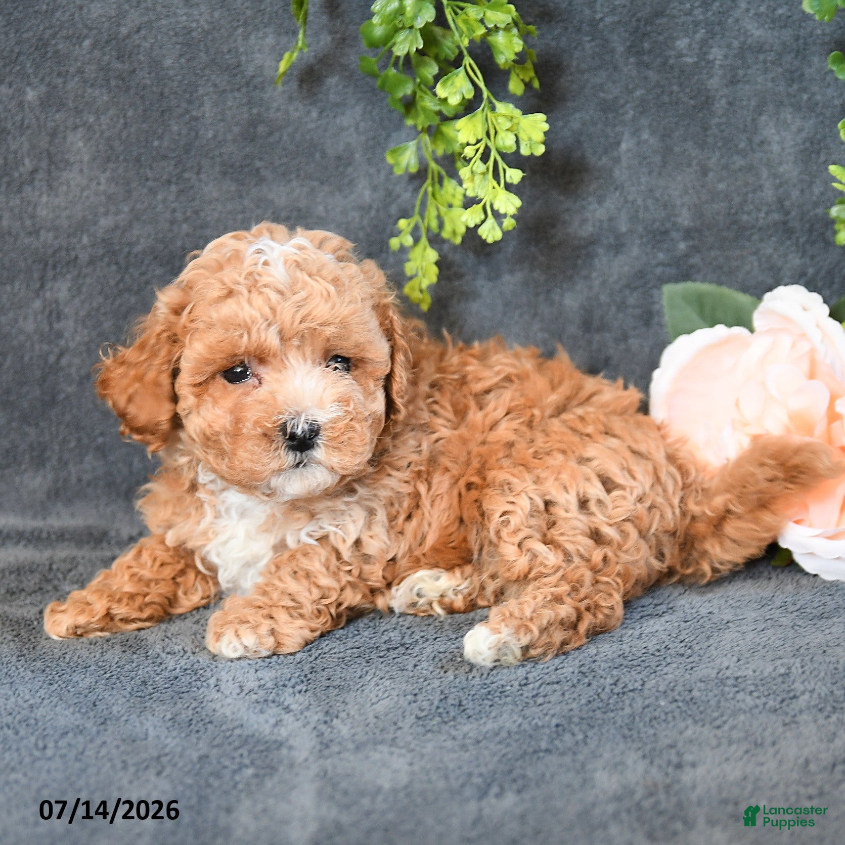 Maltipoo dogs Isaiah - Ad 2