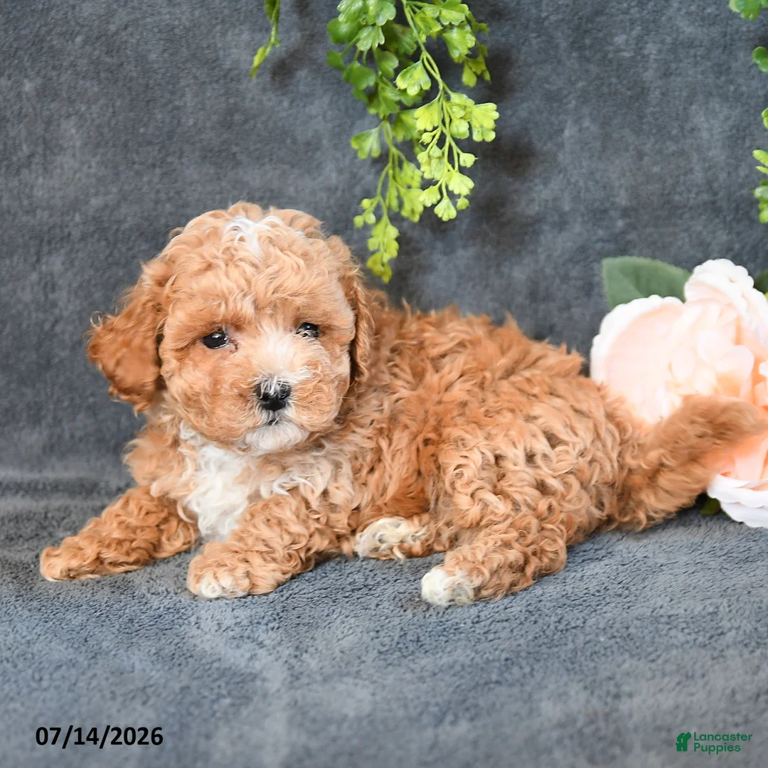 Maltipoo dogs for sale: Isaiah - Ad 2