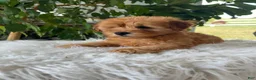 Mini Goldendoodle dogs for sale: Chico  - Ad 3
