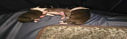 American Pit Bull Terrier dogs for sale: American Pit Bull Terrier 7 - Ad 2