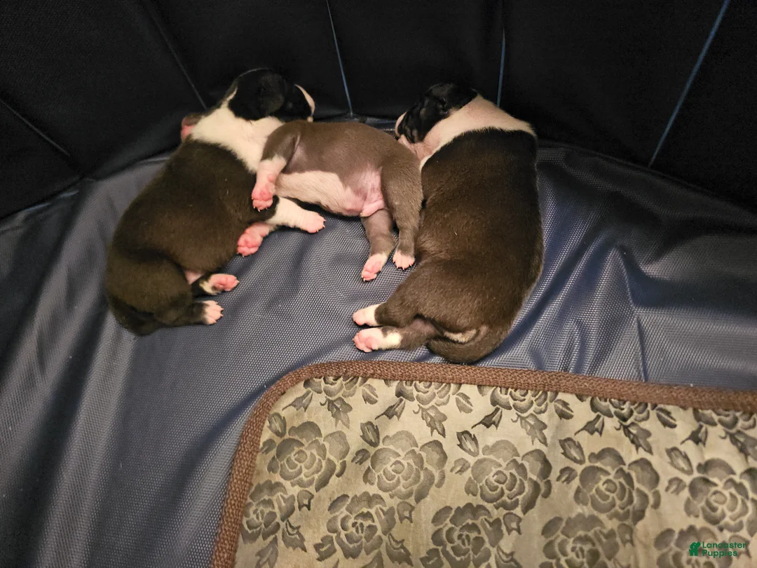 American Pit Bull Terrier dogs for sale: American Pit Bull Terrier 7 - Ad 2