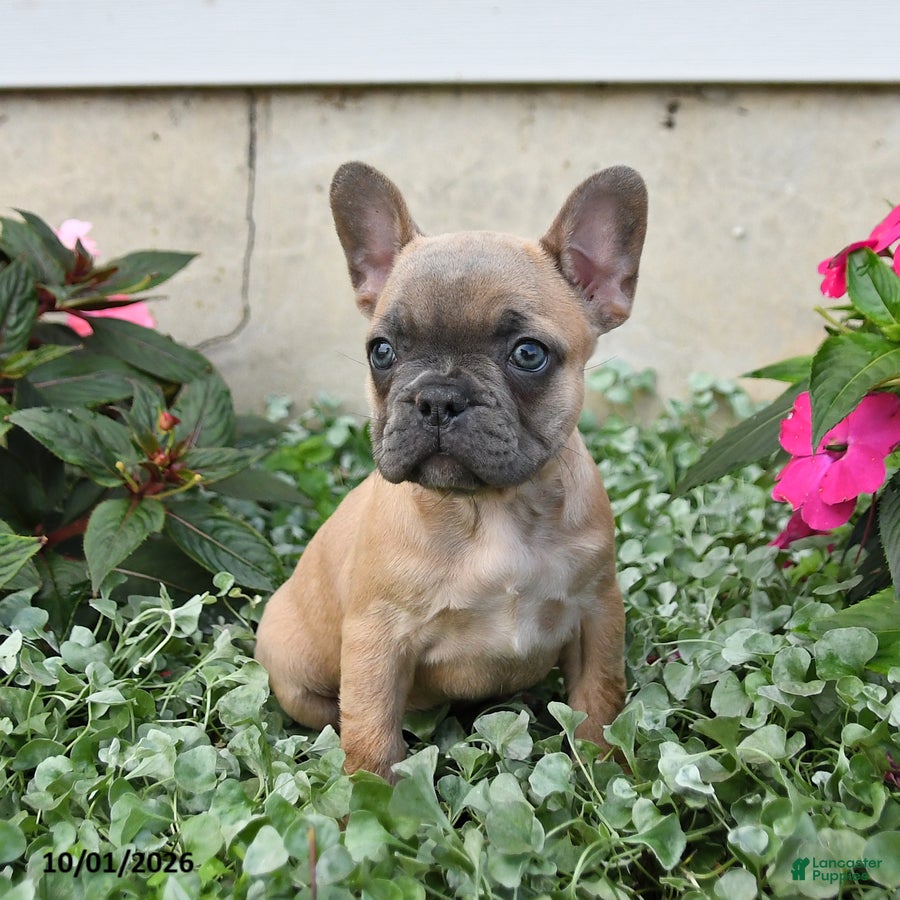 French Bulldog dogs Flora   - Ad 2