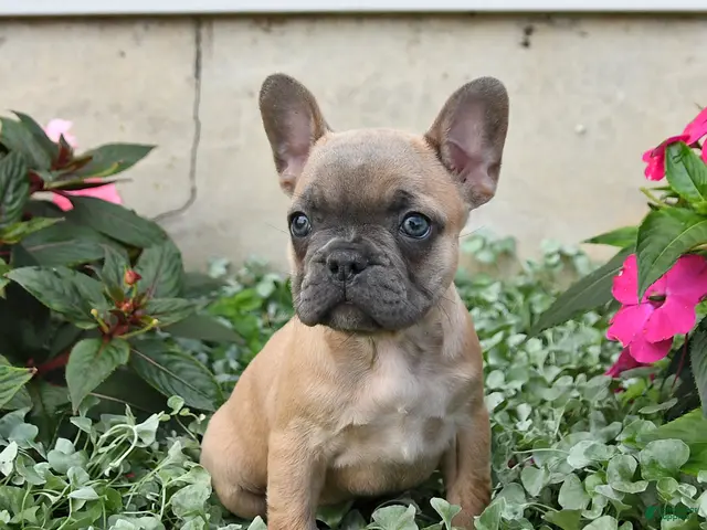 French Bulldog dogs for sale: Flora - Ad 1