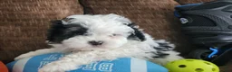 Shihpoo dogs for sale: IAN - Ad 5