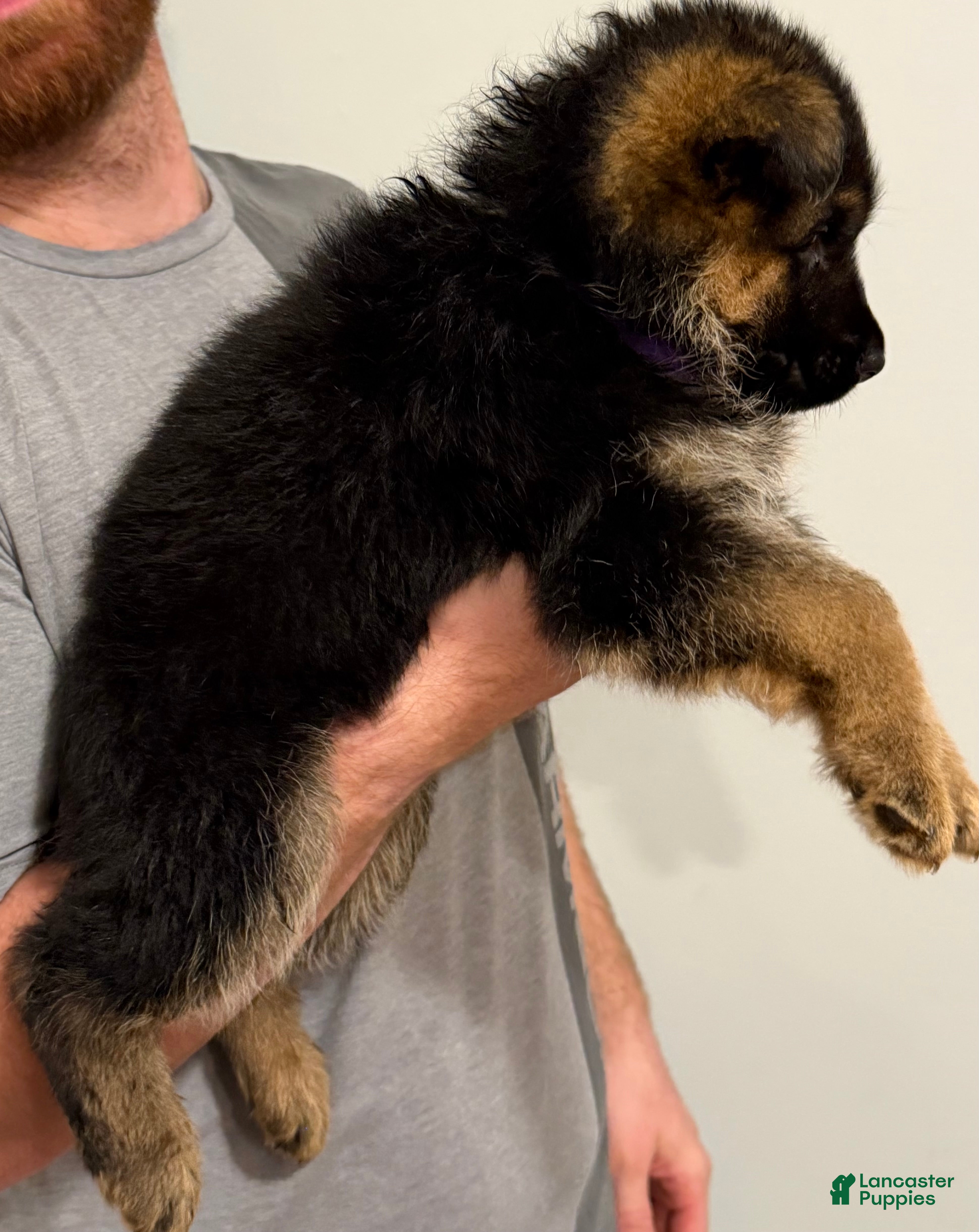 German Shepherd dogs Thor - Ad 2
