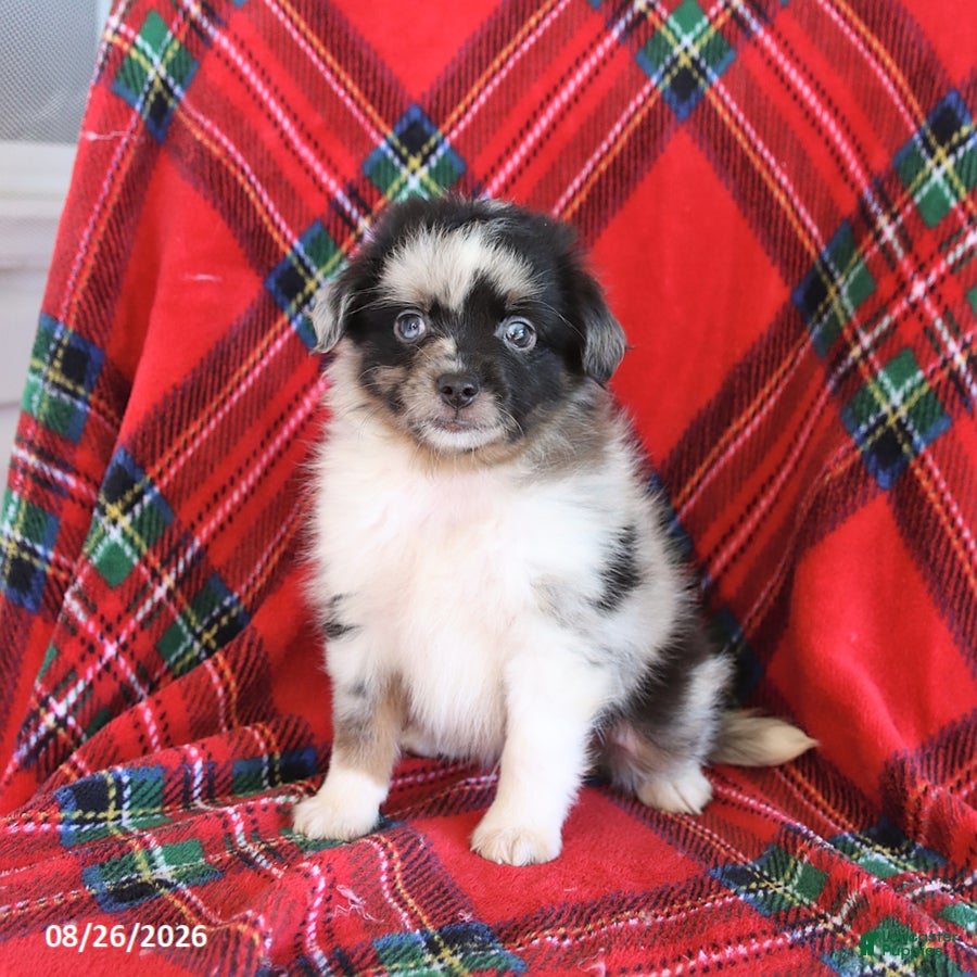 Toy Australian Shepherd dogs Jasper - Ad 1