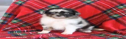 Toy Australian Shepherd dogs for sale: Jasper - Ad 1
