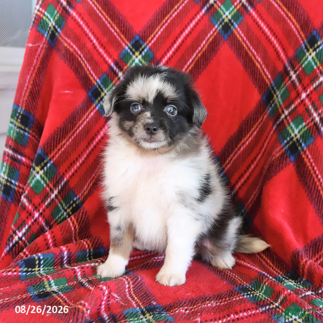 Toy Australian Shepherd dogs for sale: Jasper - Ad 1