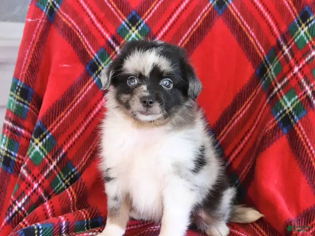 Toy Australian Shepherd dogs for sale: Jasper - Ad 1