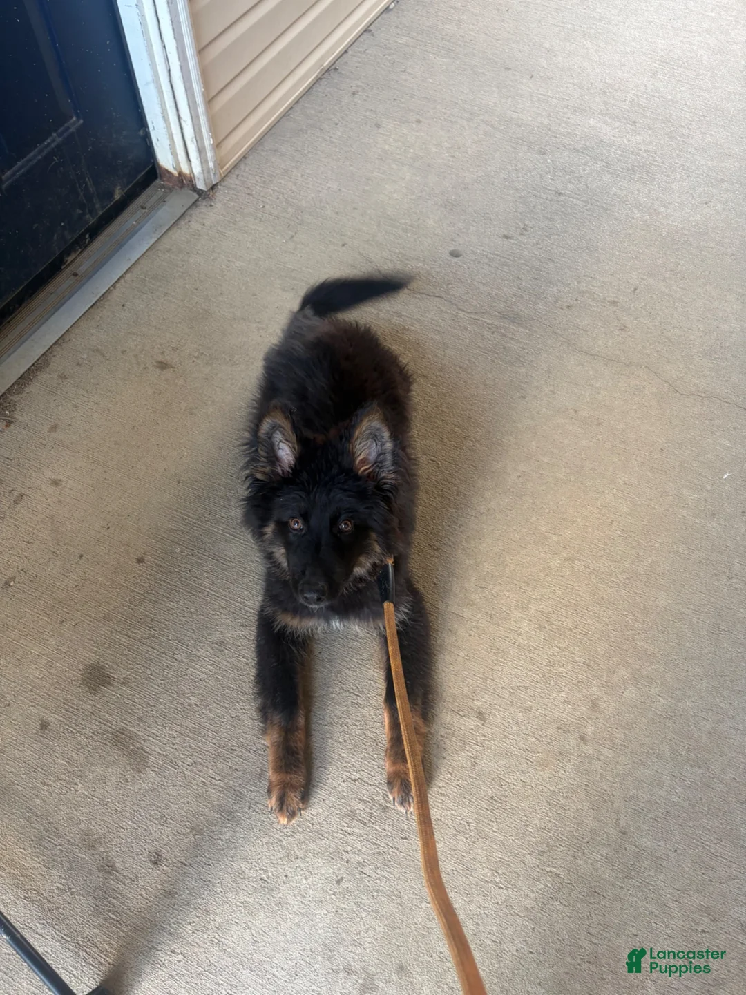 German Shepherd dogs for sale: Behr  - Ad 2