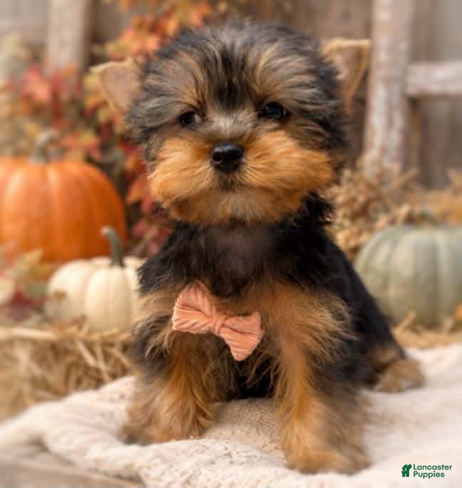 Yorkshire Terrier dogs Ollie 2.4# on 10/7 - Ad 38