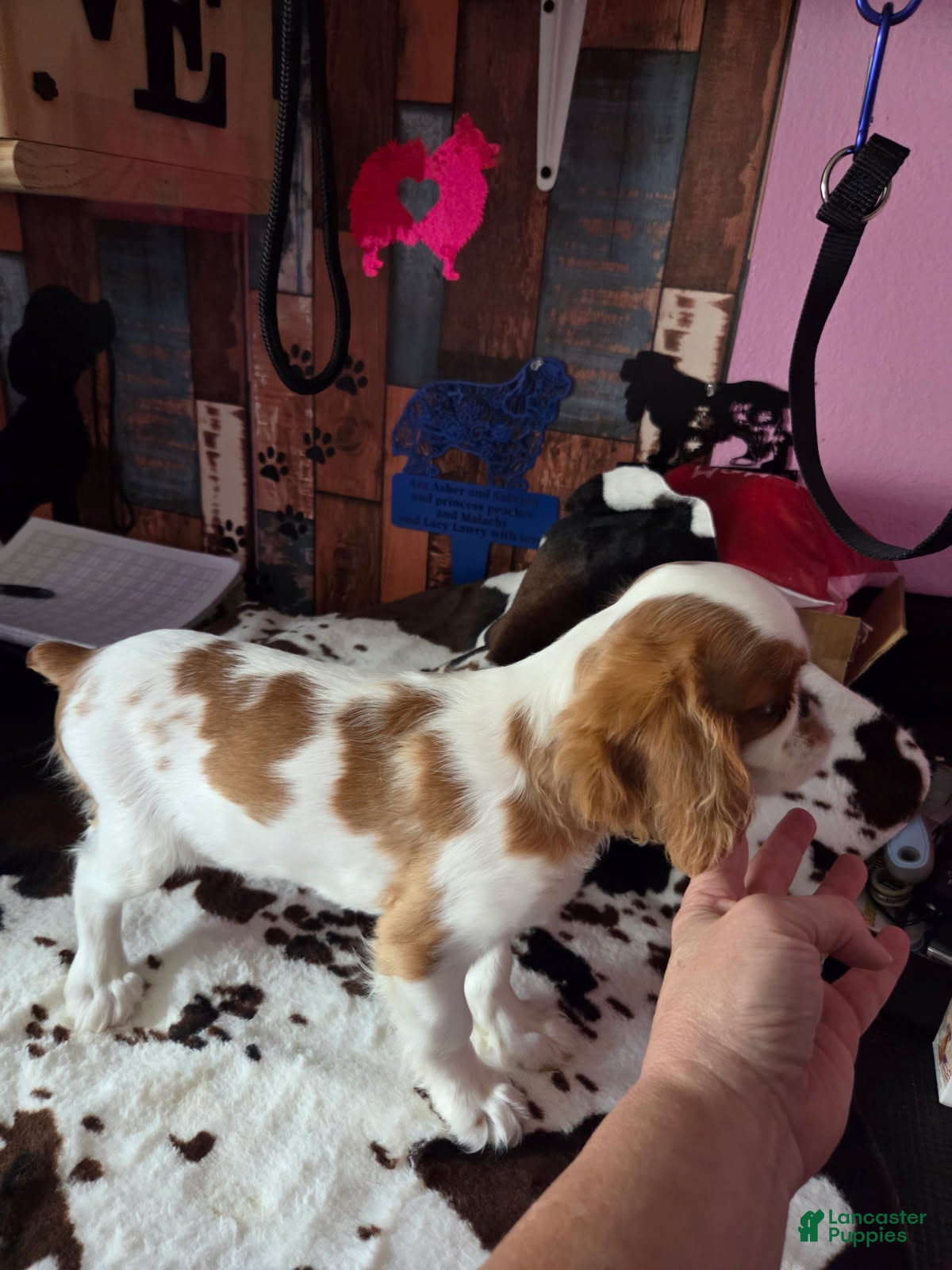 King Charles Spaniel dogs Boy 2 - Ad 1