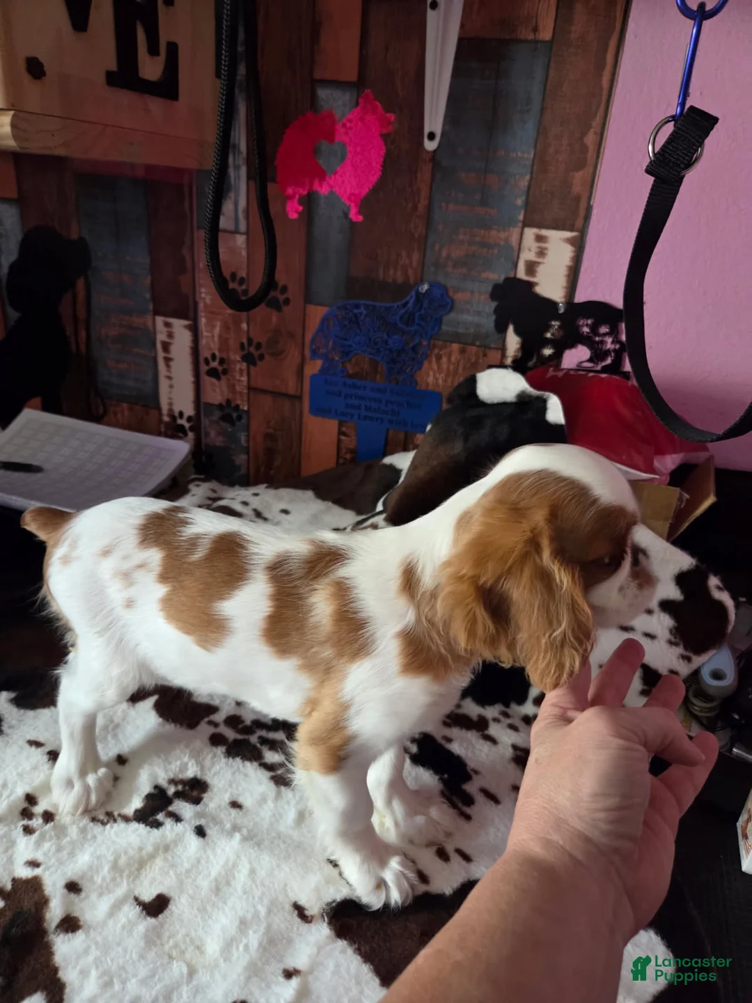 King Charles Spaniel dogs for sale: Boy 2 - Ad 1