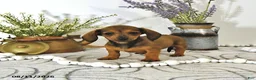 Miniature Dachshund dogs for sale: Tilly - Ad 2