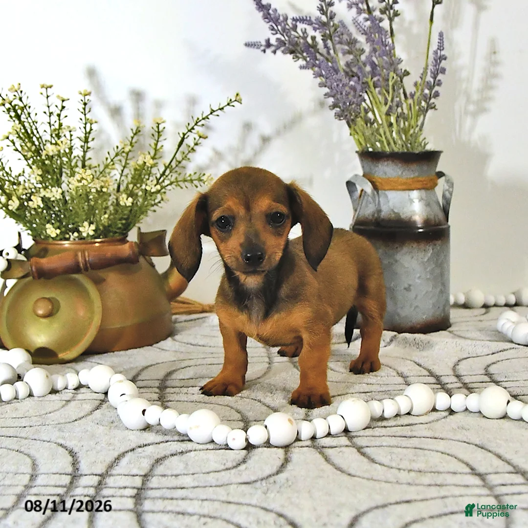 Miniature Dachshund dogs for sale: Tilly - Ad 2