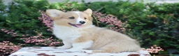 Welsh Corgi Pembroke dogs for sale: Flora - Ad 5