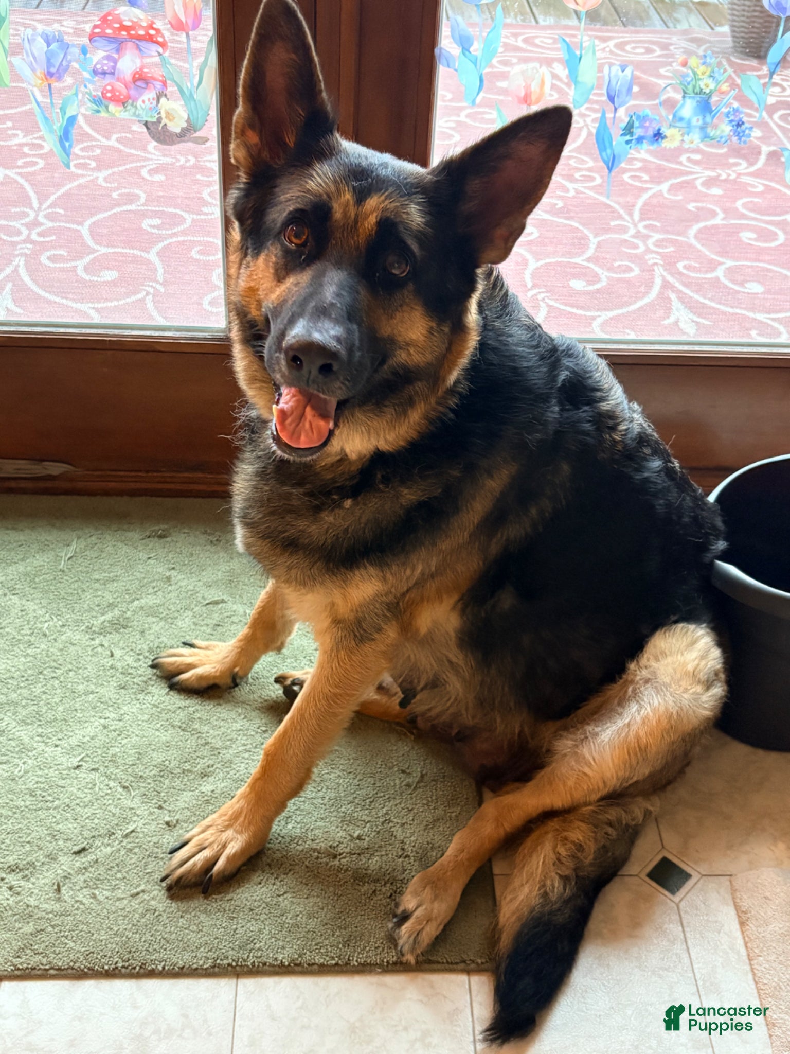 German Shepherd dogs German Shepherd Puppy 2 - Ad 2