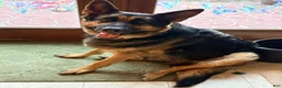 German Shepherd dogs for sale: German Shepherd Puppy 1 - Ad 2
