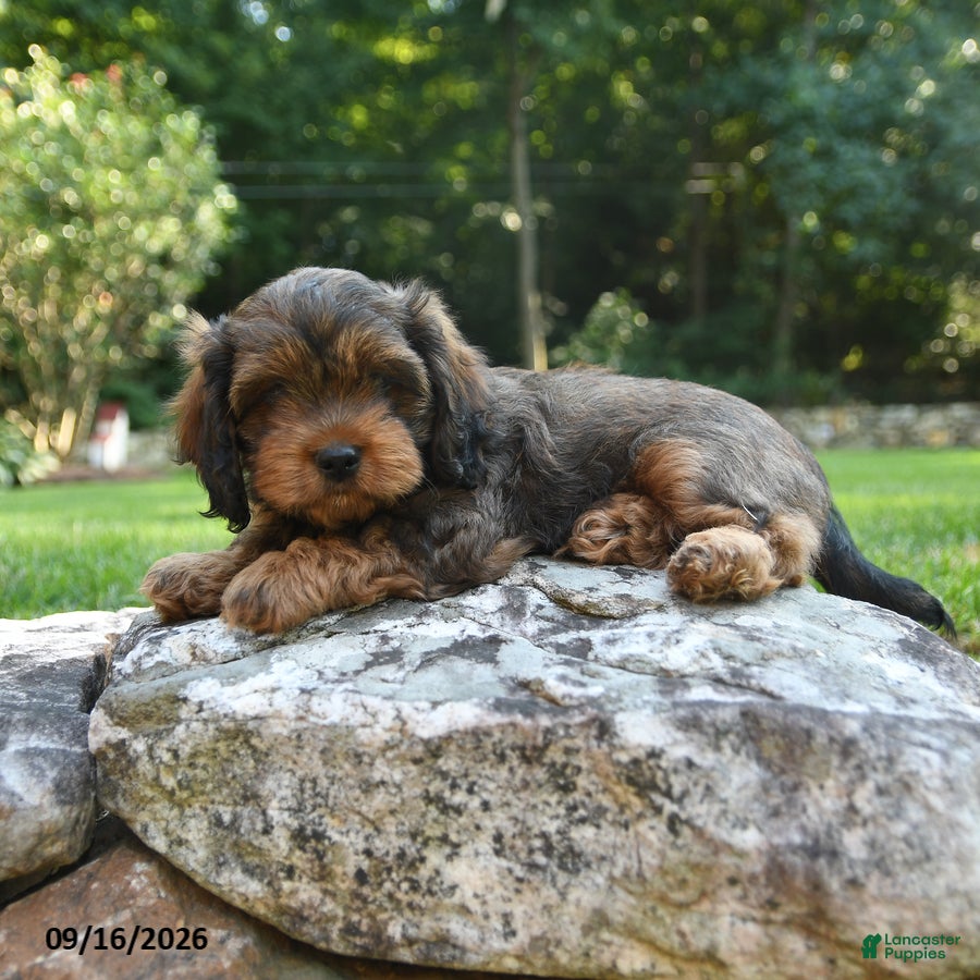 Shihpoo dogs Aden - Ad 2