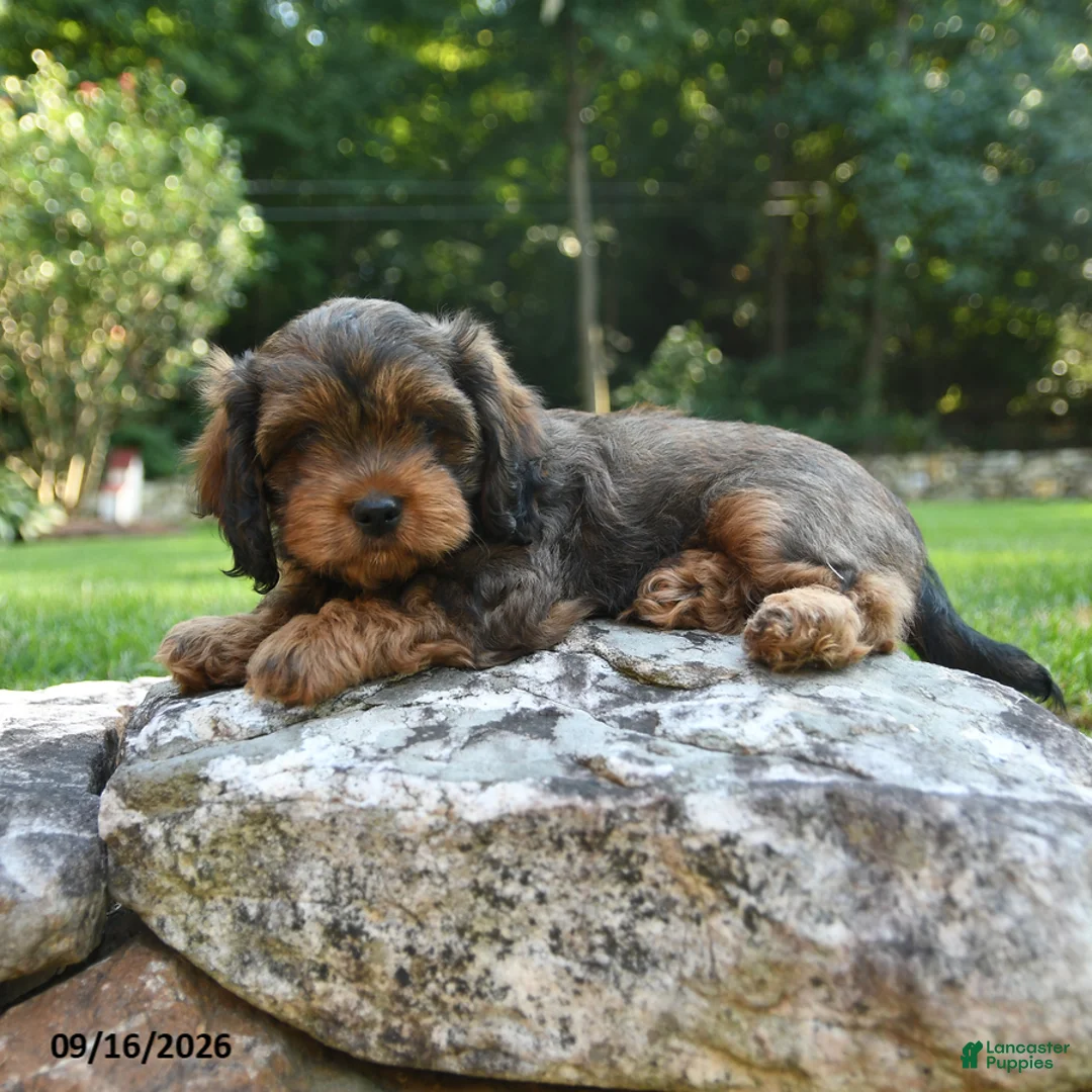 Shihpoo dogs for sale: Aden - Ad 2